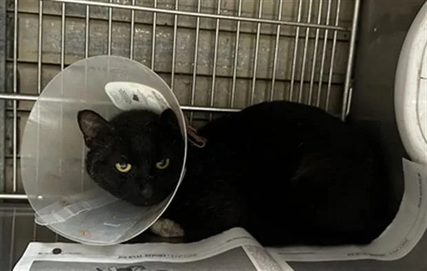 An adult medium-sized male Domestic Short Hair cat named Baraka for adoption in Baldwin Park, CA