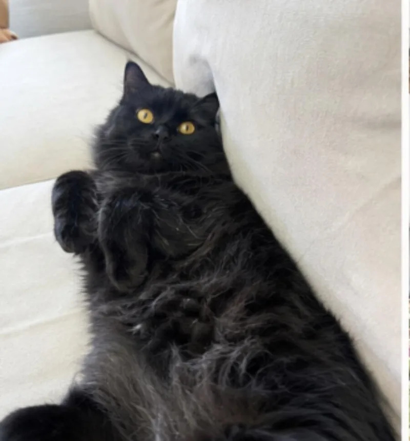An adult medium-sized female Black Persian cat named Perfect Persian Pair for adoption in woodland, CA