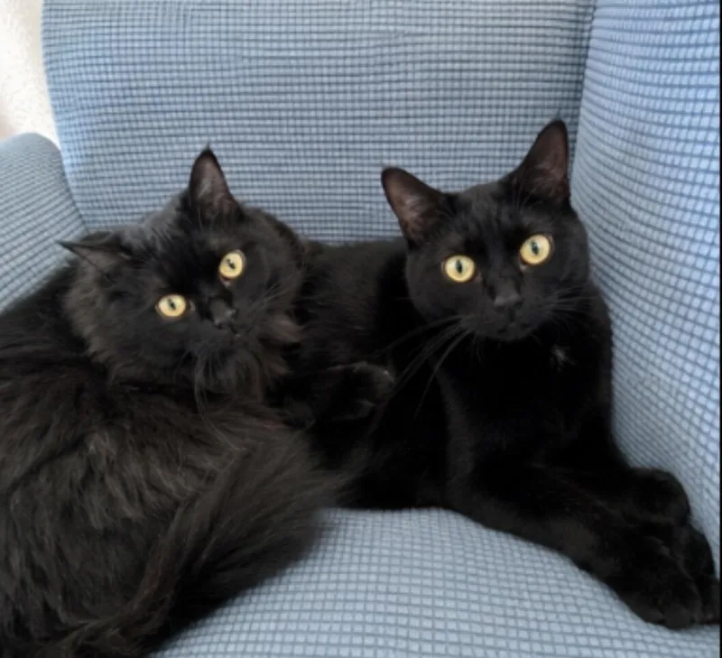Perfect Persian Pair thumbnail 2