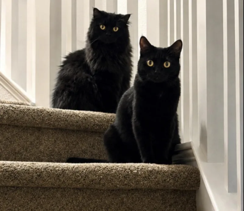 Perfect Persian Pair thumbnail 3