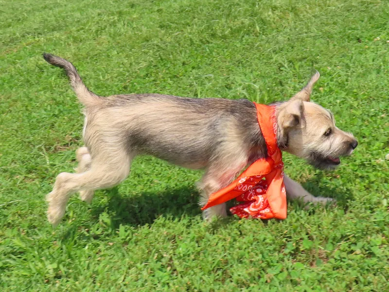 A baby small-sized male Schnauzer dog named Pippin CA for adoption in Rogers, AR
