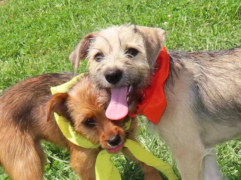 Pippin CA thumbnail 2