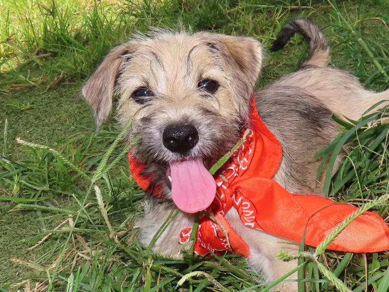 Pippin CA thumbnail 4
