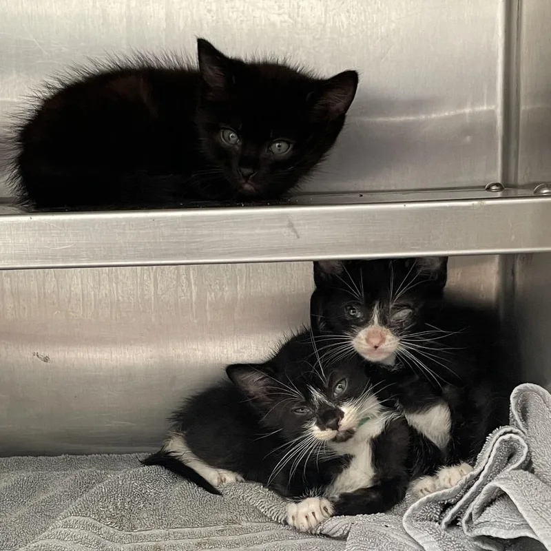 A baby small-sized male Black Domestic Short Hair cat named Champagne Toast for adoption in Long Beach, CA