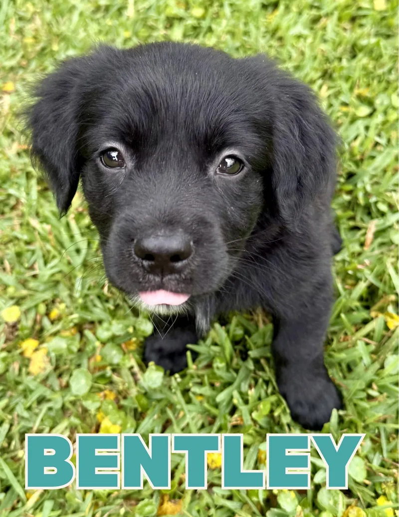 Bentley