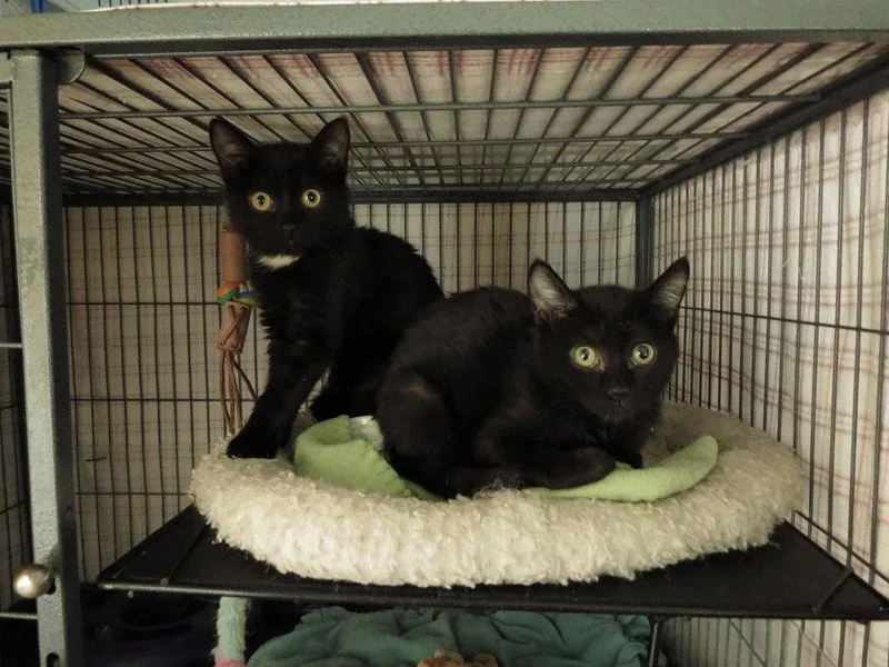 An adult medium-sized female Black Domestic Short Hair cat named Rosie for adoption in Rootstown, OH