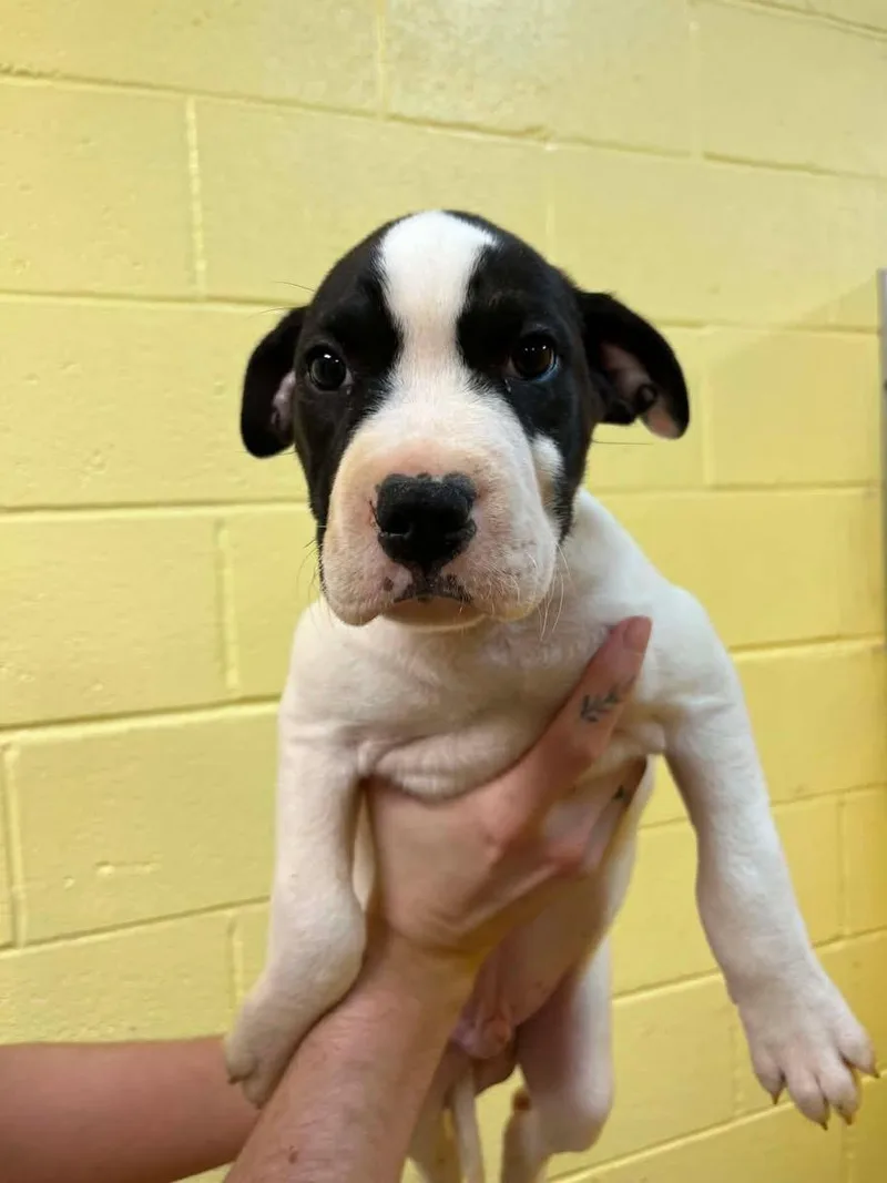 A baby medium-sized male Black Boxer dog named Mando for adoption in Elyria, OH