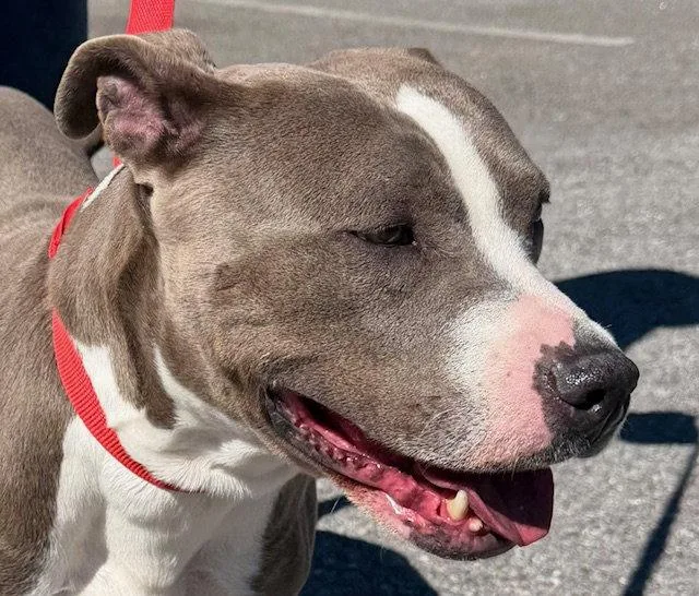 An adult large-sized female Pit Bull Terrier dog named May for adoption in Carrollton, GA