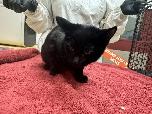 A baby small-sized female Domestic Short Hair cat named Lady for adoption in Colorado Springs, CO