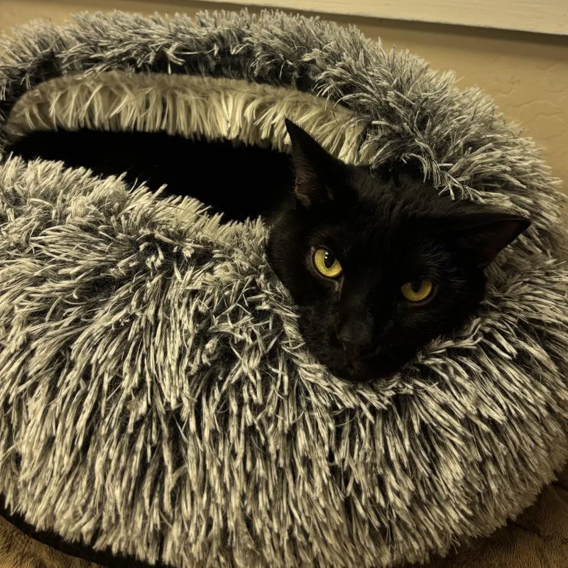 A young large-sized male Black Domestic Short Hair cat named Bond for adoption in Tempe, AZ