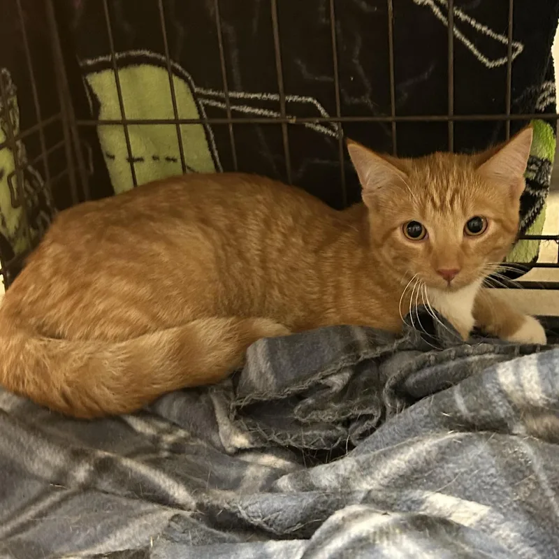 A young medium-sized male Orange & White Domestic Short Hair cat named Boots for adoption in Mason City, IA