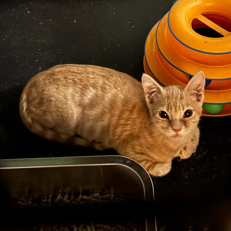 A baby small-sized male Orange / Red Domestic Short Hair cat named Roger for adoption in Costa Mesa, CA