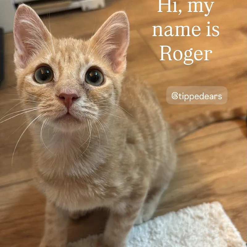 Roger thumbnail 4