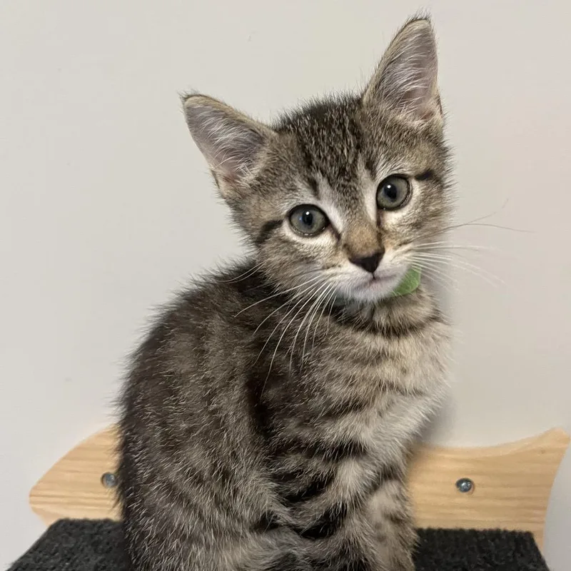 A baby small-sized male Brown / Chocolate Domestic Short Hair cat named Harry for adoption in Franklin, TN