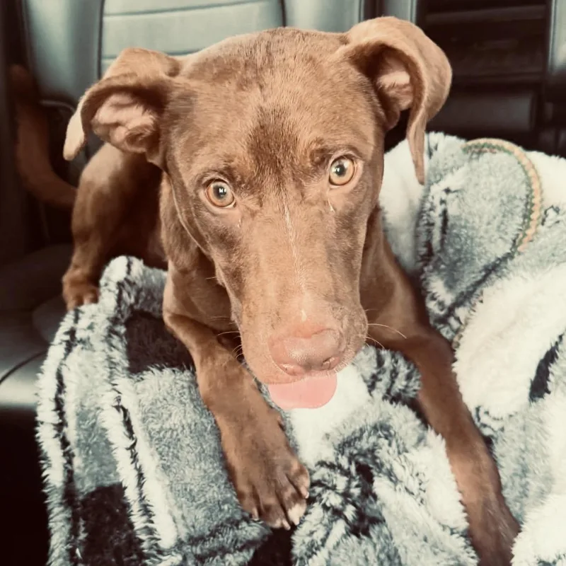 A young medium-sized male Brown / Chocolate Labrador Retriever dog named Stanley for adoption in Gallatin, TN