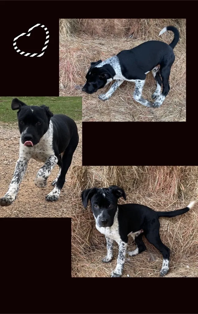 A young medium-sized male Boxer dog named Harry for adoption in Seminole, OK