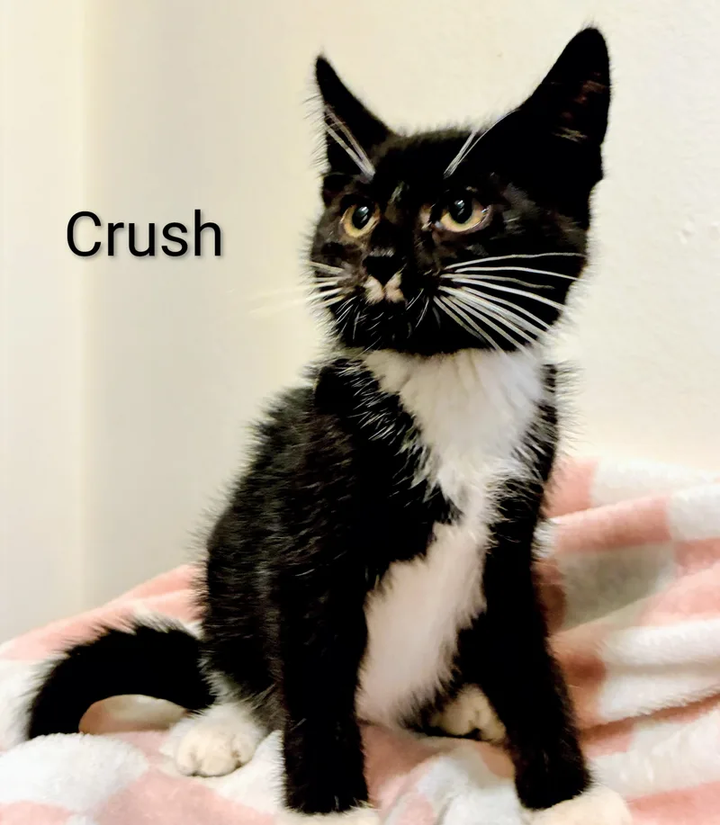 A young medium-sized male Black & White / Tuxedo Domestic Short Hair cat named Crush for adoption in Binghamton, NY
