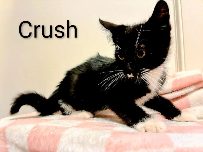 Crush thumbnail 3