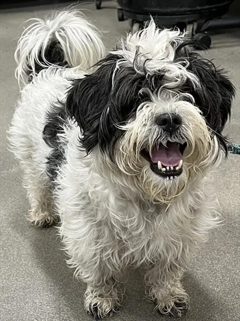 An adult small-sized male Shih Tzu dog named Xavier for adoption in Upper Marlboro, MD