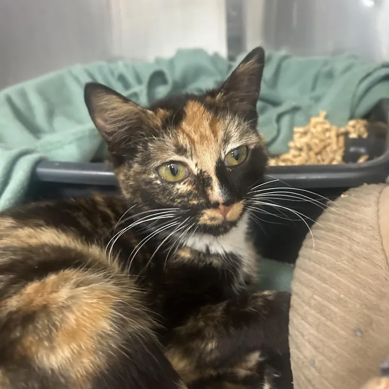 A young medium-sized female Calico Domestic Short Hair cat named Saphire for adoption in Birmingham, AL