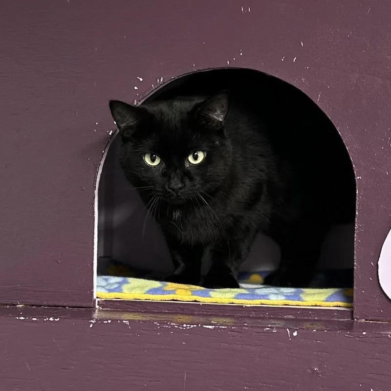 Habanero thumbnail 2