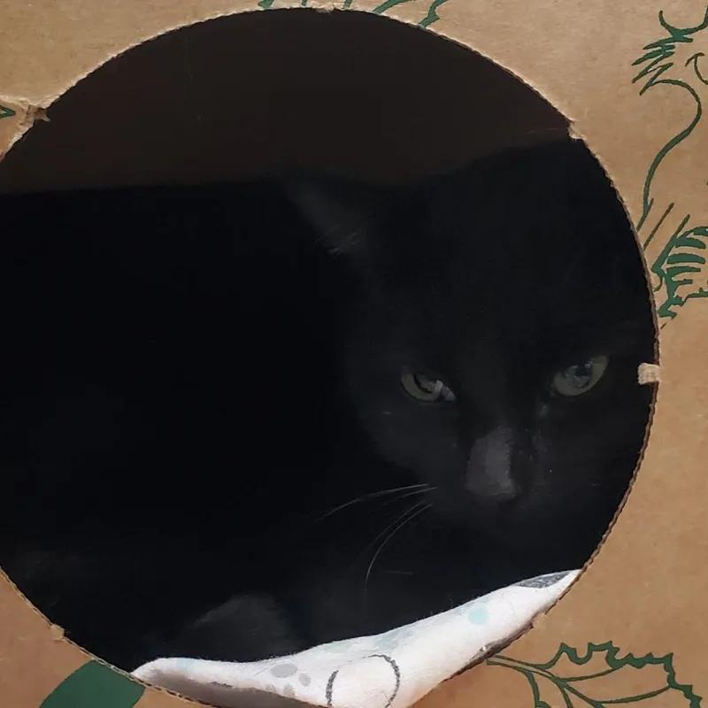 Habanero thumbnail 3