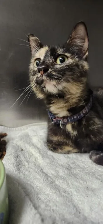 A young small-sized female Domestic Short Hair cat named Missi for adoption in Los Angeles, CA