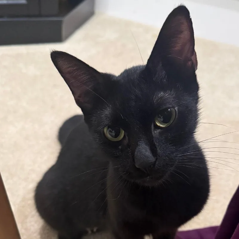An adult medium-sized female Black Domestic Short Hair cat named Meredith for adoption in Fairfax Station, VA