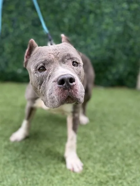 An adult medium-sized female Pit Bull Terrier dog named Tilly for adoption in Naples, FL
