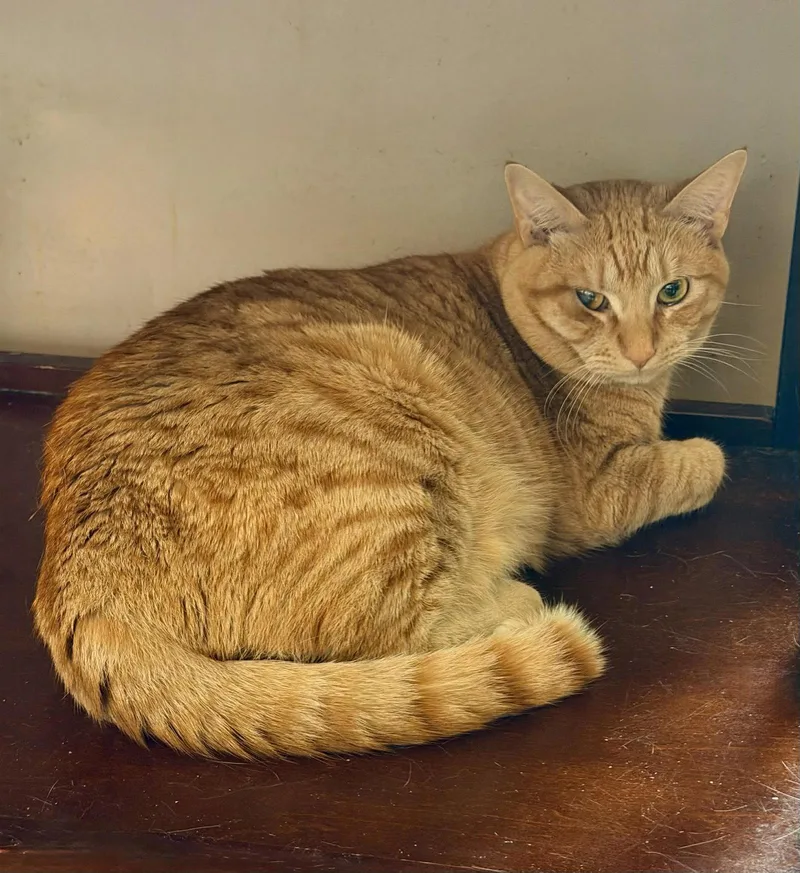A young small-sized male Tabby (Orange / Red) Tabby cat named Redd for adoption in Capshaw, AL