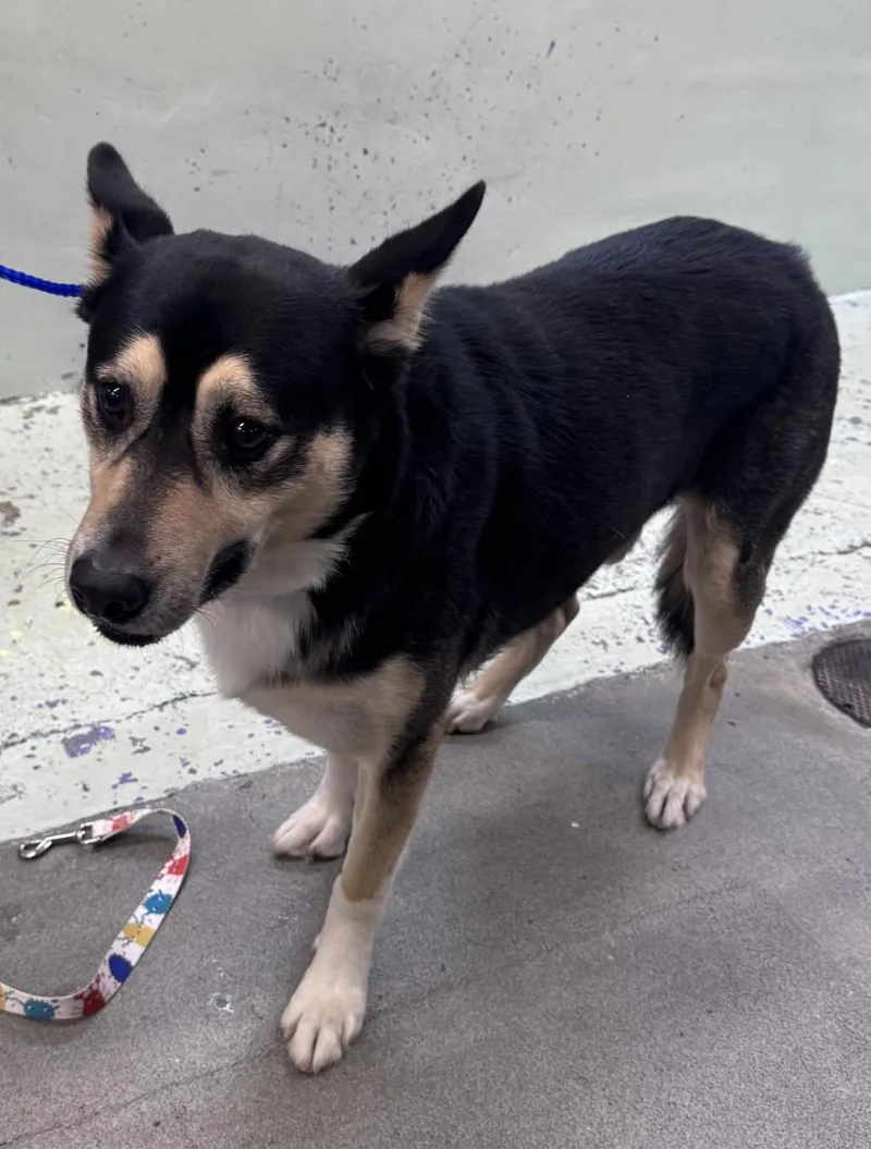 An adult large-sized male German Shepherd Dog dog named Bigotes for adoption in Houston, TX