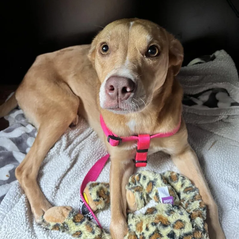 An adult medium-sized female Yellow / Tan / Blond / Fawn Catahoula Leopard Dog dog named Lady Fka Madam for adoption in Philadelphia, PA