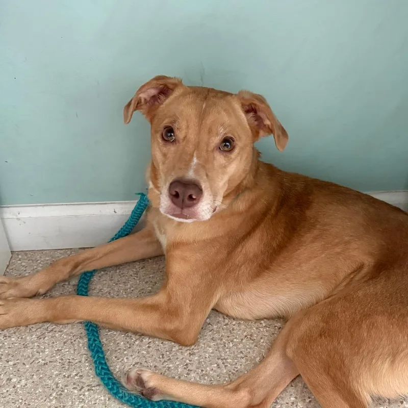 Lady Fka Madam thumbnail 3