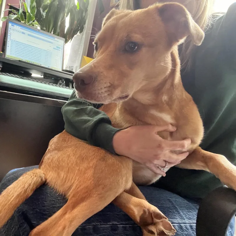 Lady Fka Madam thumbnail 4