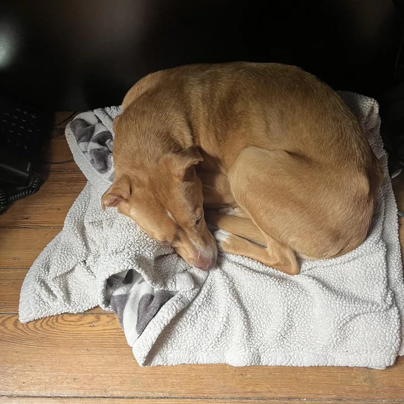 Lady Fka Madam thumbnail 6