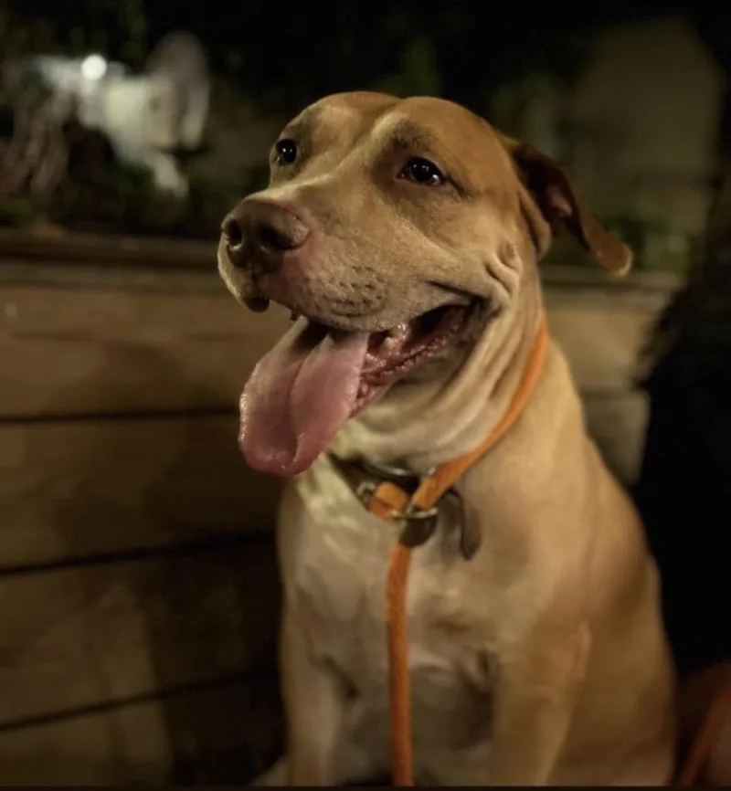 An adult large-sized male Pit Bull Terrier dog named Fred for adoption in Richmond, VA