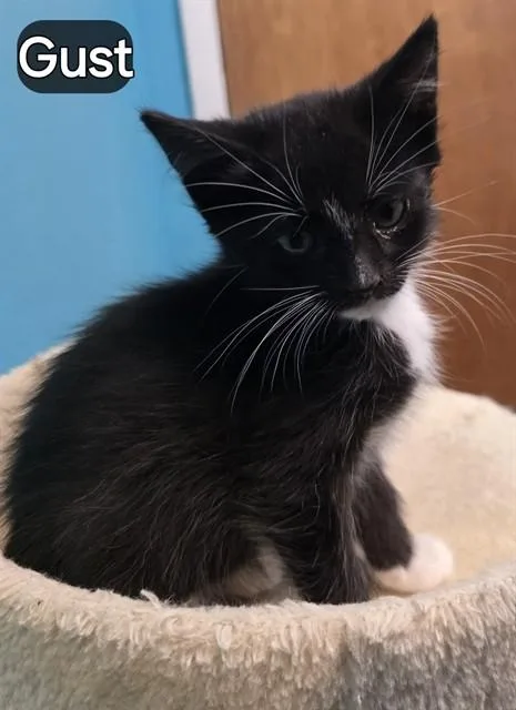A baby small-sized female Domestic Short Hair cat named Gust for adoption in Pueblo, CO