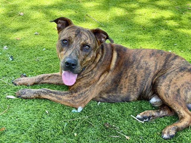 An adult medium-sized male Mixed Breed dog named Iguanodon for adoption in Fort Walton Beach, FL