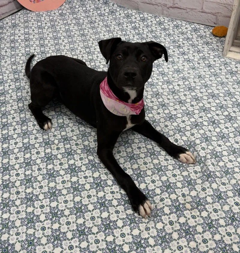 A baby medium-sized female Mixed Breed dog named Molli for adoption in Detroit, MI