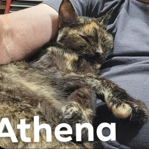 An adult medium-sized female Tortoiseshell Domestic Short Hair cat named Athena for adoption in Tampa, FL