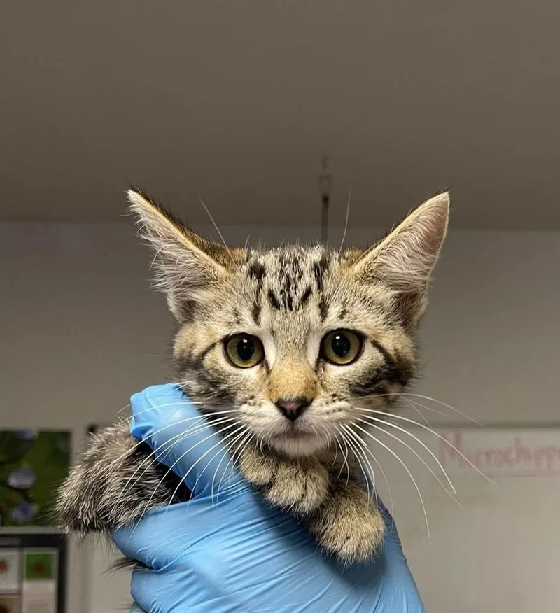 A baby medium-sized female Domestic Short Hair cat named Chanel for adoption in Bolivar, MO