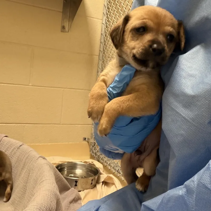 A baby small-sized male Yellow / Tan / Blond / Fawn Mixed Breed dog named Cocoa for adoption in Winston Salem, NC