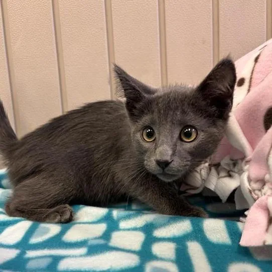 A baby small-sized male Gray / Blue / Silver Domestic Short Hair cat named Rickie for adoption in Hawthorne, CA