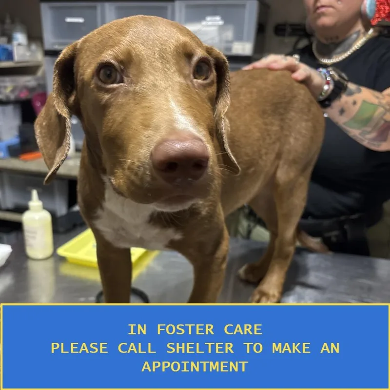 A baby medium-sized male Brown / Chocolate Mixed Breed dog named Scout for adoption in Milton, FL