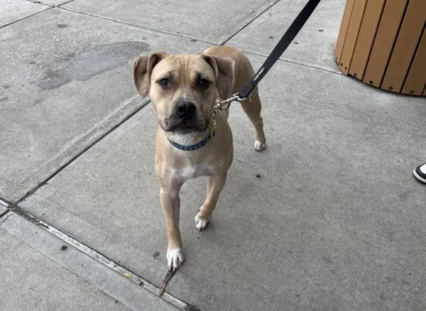 A young medium-sized male Mixed Breed dog named Geometry for adoption in New York, NY