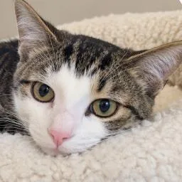 A baby medium-sized male Brown / Chocolate Domestic Short Hair cat named Riker for adoption in Traverse City, MI