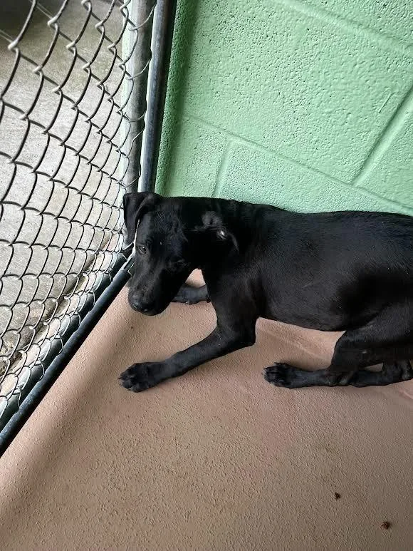 A baby large-sized female Pit Bull Terrier dog named Percheron for adoption in Nacogdoches, TX