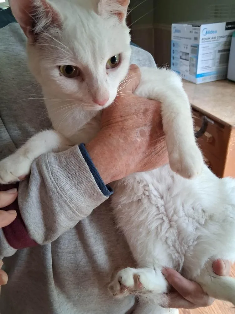 Cotton