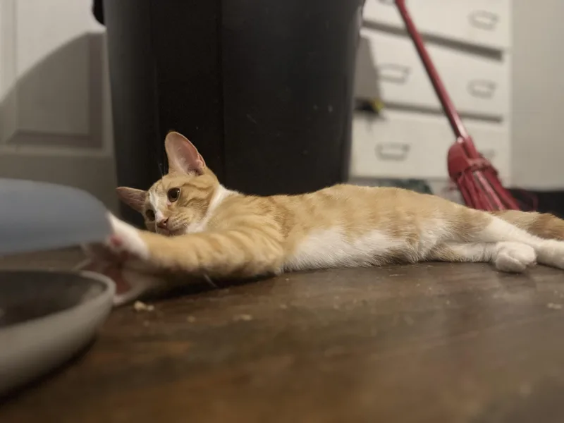 A baby small-sized male Orange & White Domestic Short Hair cat named Percy for adoption in Westville, NJ