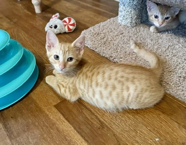 A baby small-sized female Orange / Red Tabby cat named Birdie for adoption in Parlier, CA